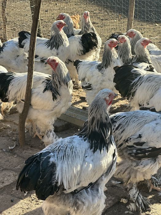 Găini si cocoși din rasa brahma !!!