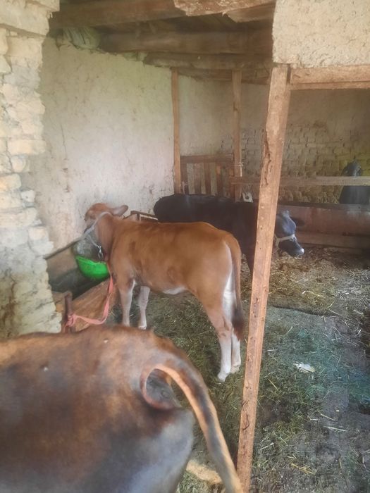 Ona bola sigir 2 ta bolas bor