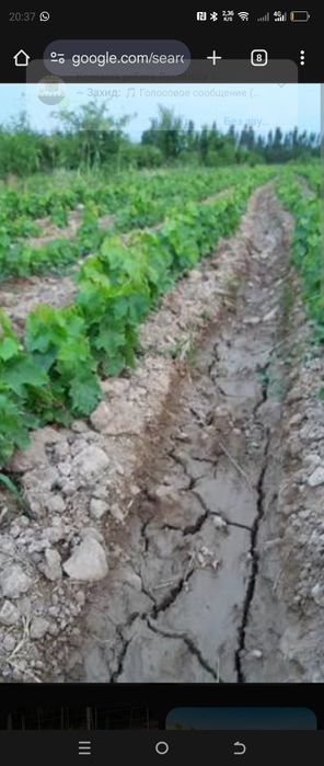 Кучатлар сотилади