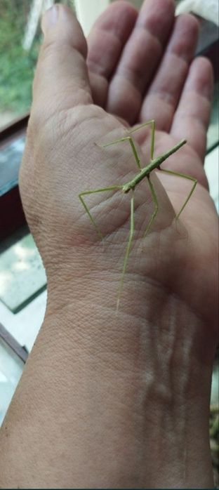 Продаются Анамские палочники