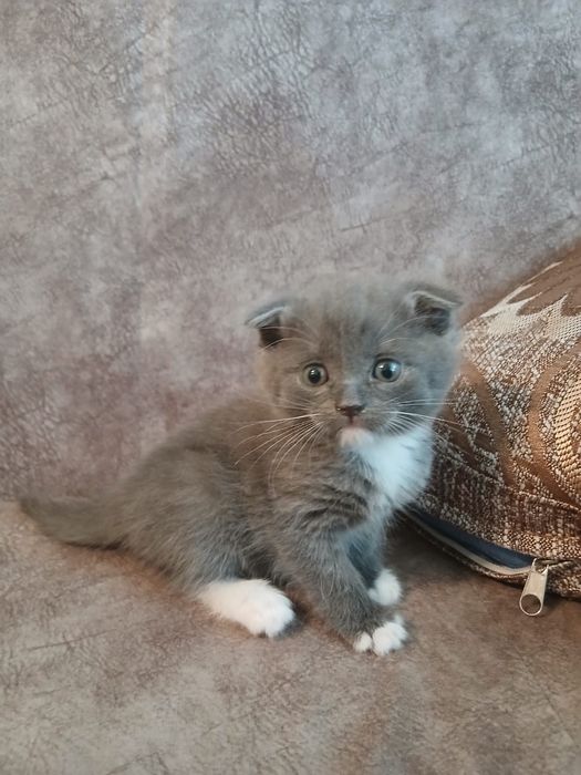 Продам пародистых котят, 1.5 мес