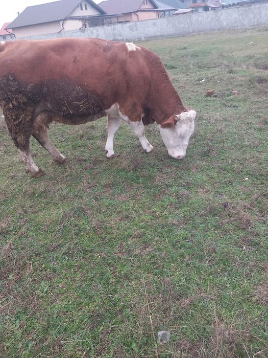 Vând doua vaci bălțate