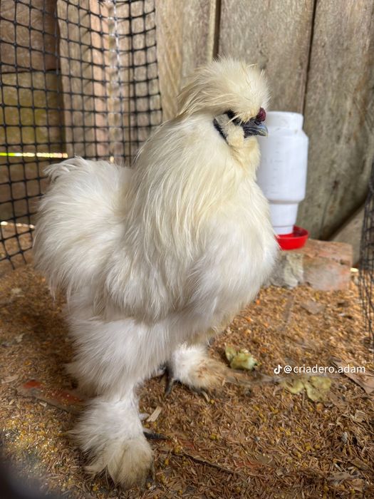 Шолк ок хуроз сотилади