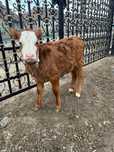 Van vitia angus antarcata