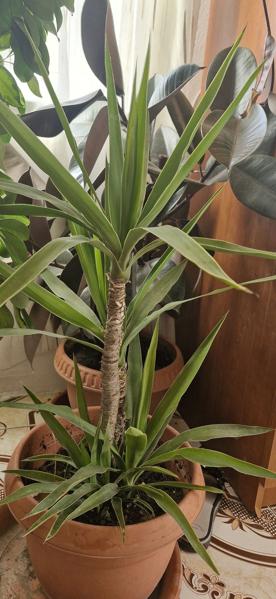 Leandri/plante ornamentale