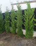 Leylandii 2.3m - 2.5m gard viu verde naturala/ la cel mai mic preț!