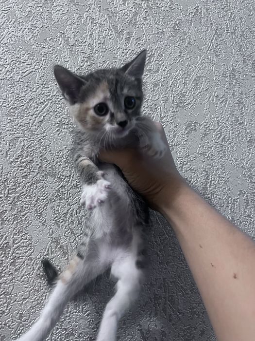 Отдам котят в хорошие руки