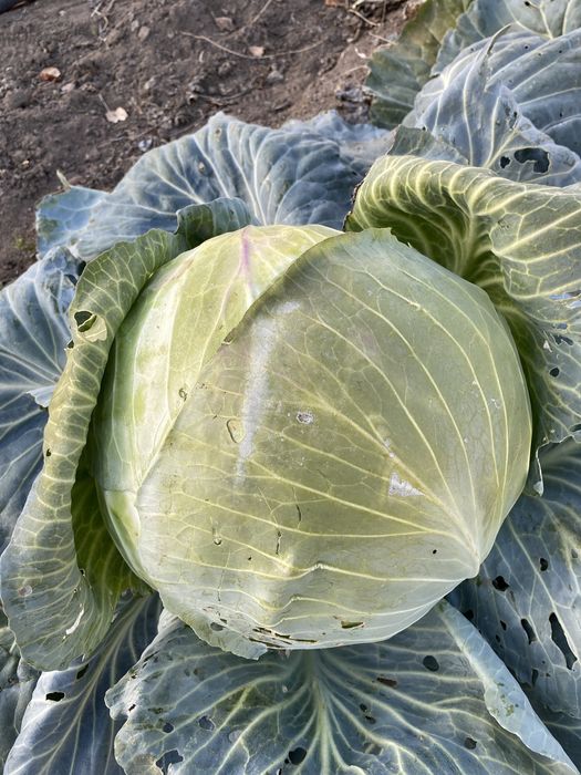 Продам капусту, дачную!