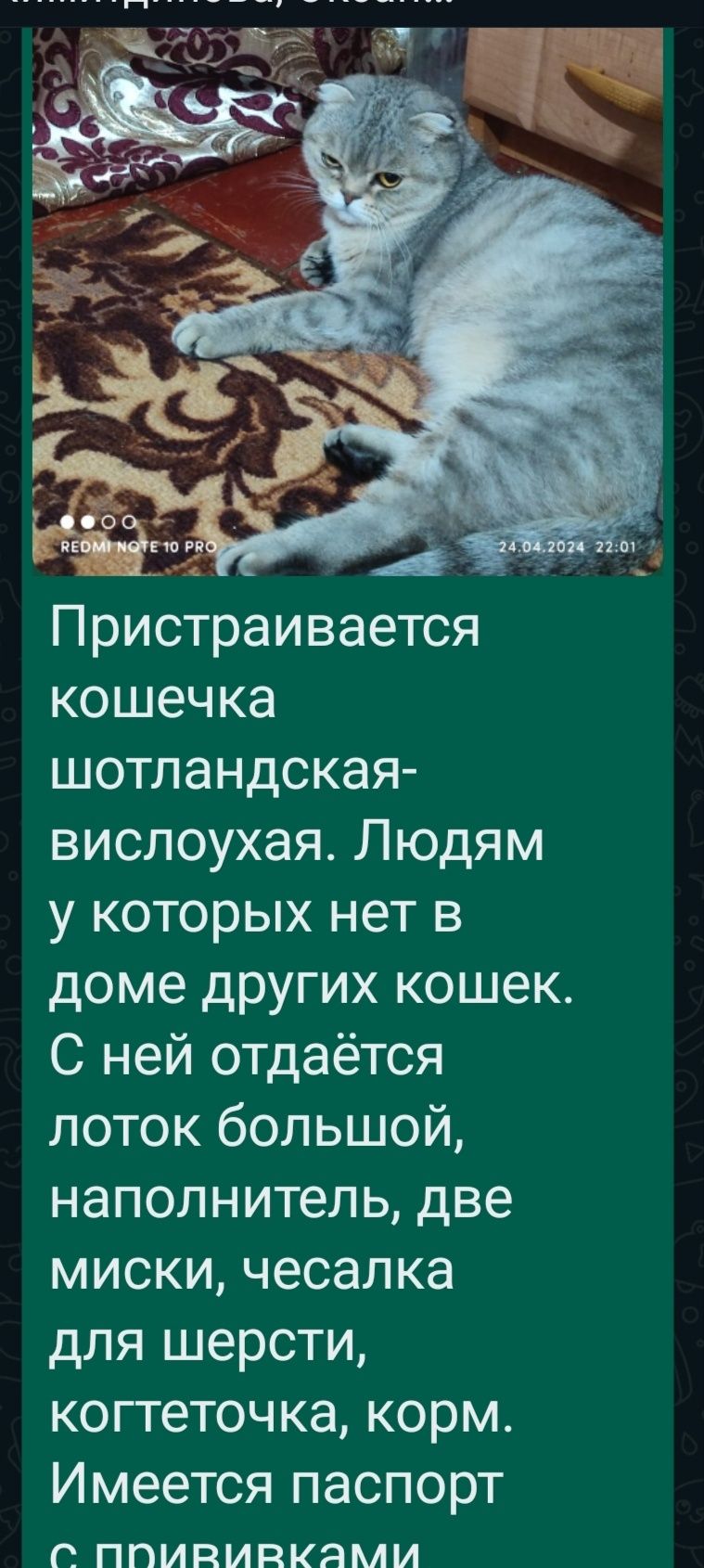 Отдам бесплатно кошку