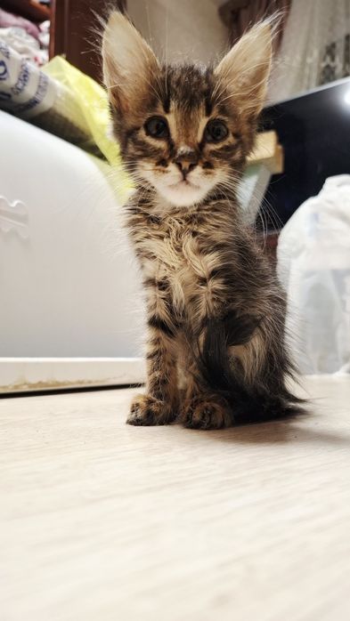 Отдам котёнка нашла на улице