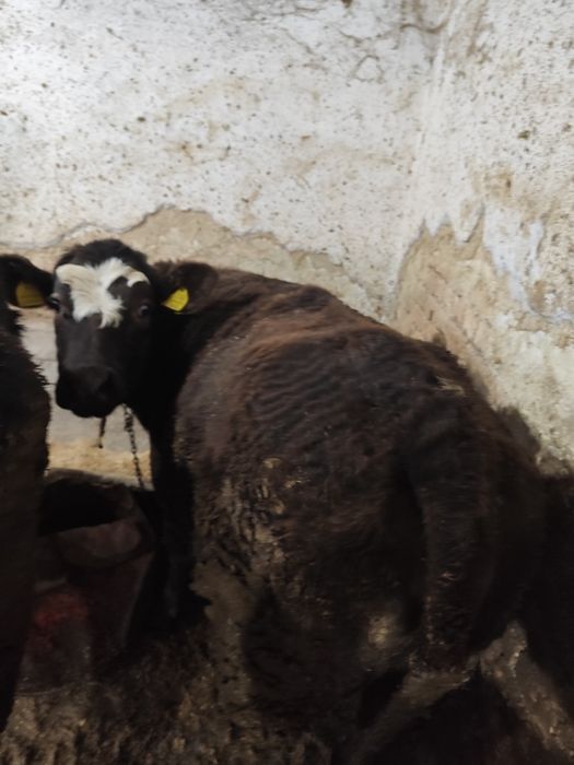 Крави, юници и телета