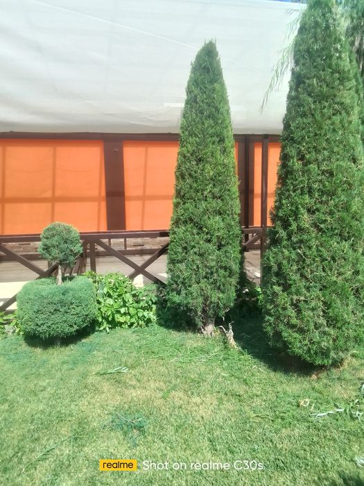 Archa va gazon gullar