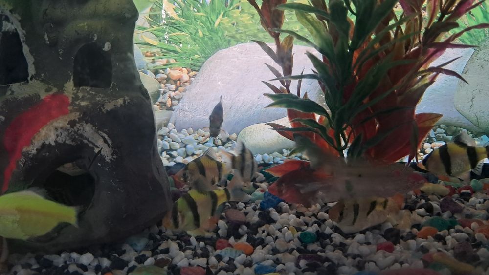 Баликлар ва аквариум,иситгич,филтр ичидаги декоративни нарсалари билан