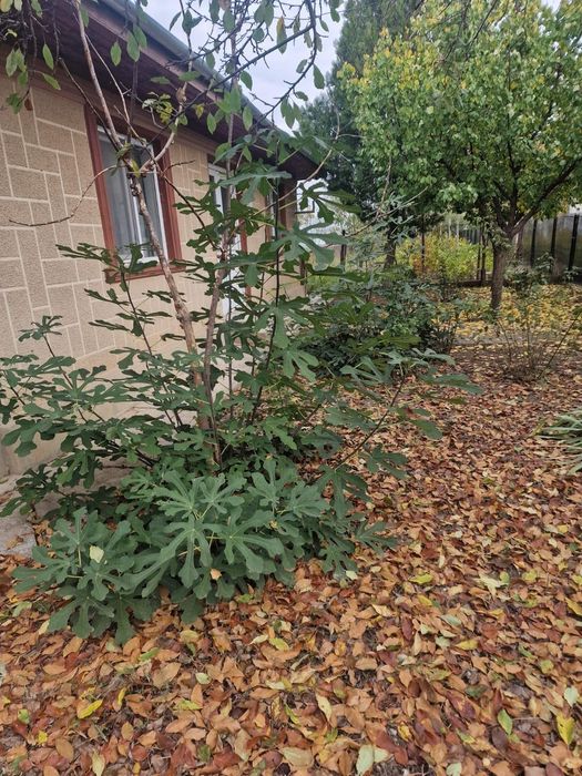 Casa batraneasca din caramida