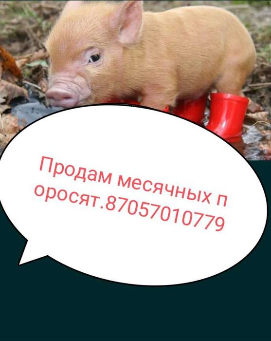Продам месячных поросят находятся в Сергеевке