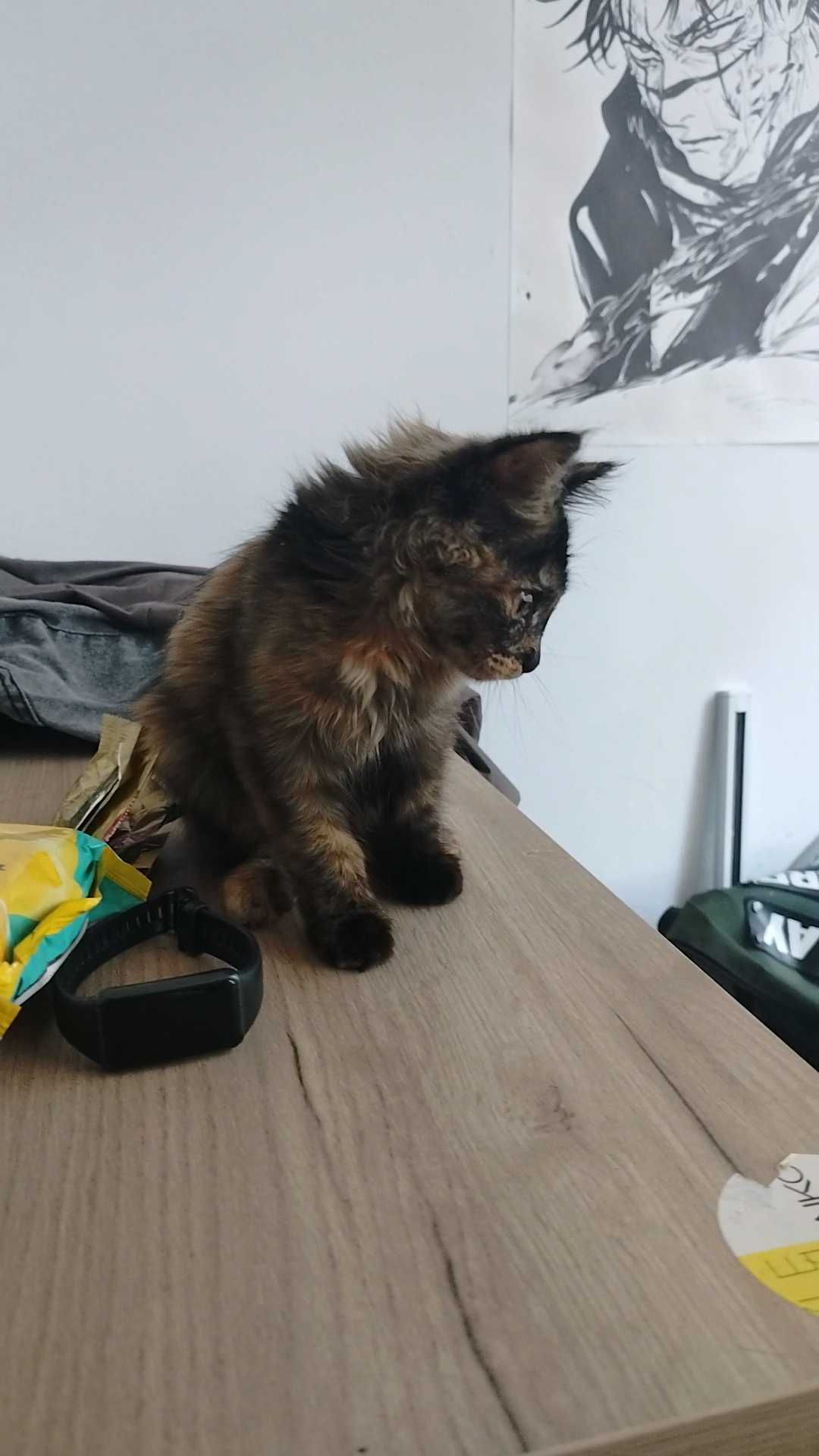 Котёнок в добрую и  ответственную семью!