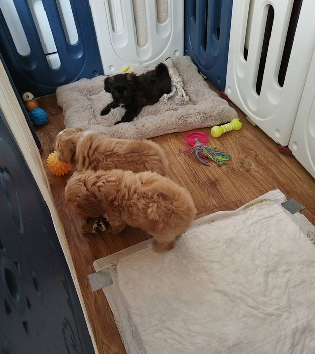 Shih-poo dogs/mini poodle