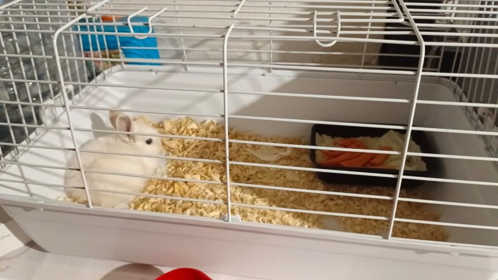 Кролик с клеткой