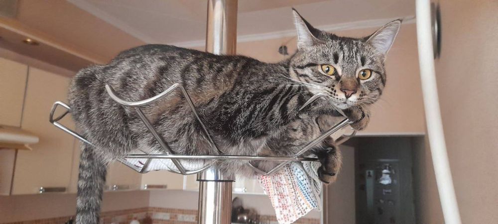 Срочно отдаю кошку даром