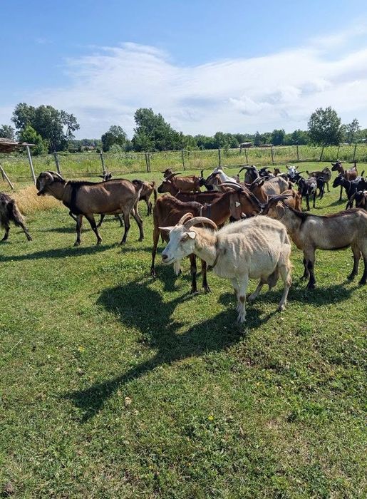 Dau la schimb 12 capre 8 iediti si un tap anglo original pe un tactor
