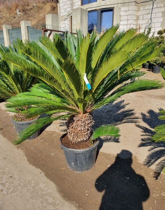Cycas palmier, plante exotice, Palmier rezistă la frig etc