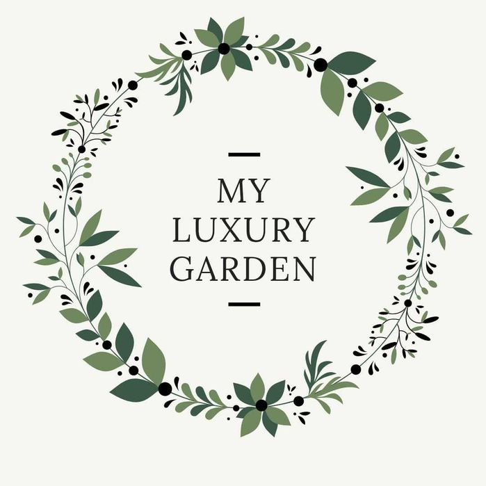 Măslin Olea European de vanzare