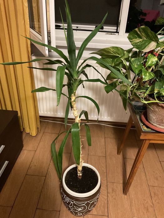 Incaltator pantofi si flori apartament
