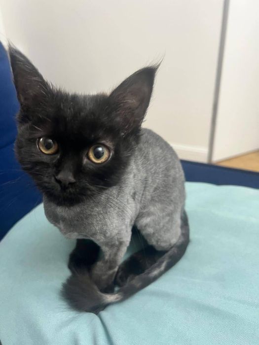 Черный котенок ищет дом