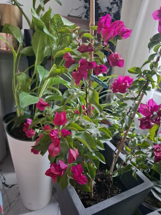 Floare de hartie ciclam 2