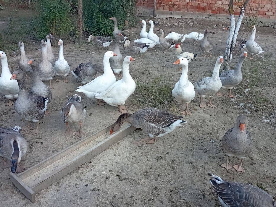 Vand gaste Americame,Romanesti si de carne.