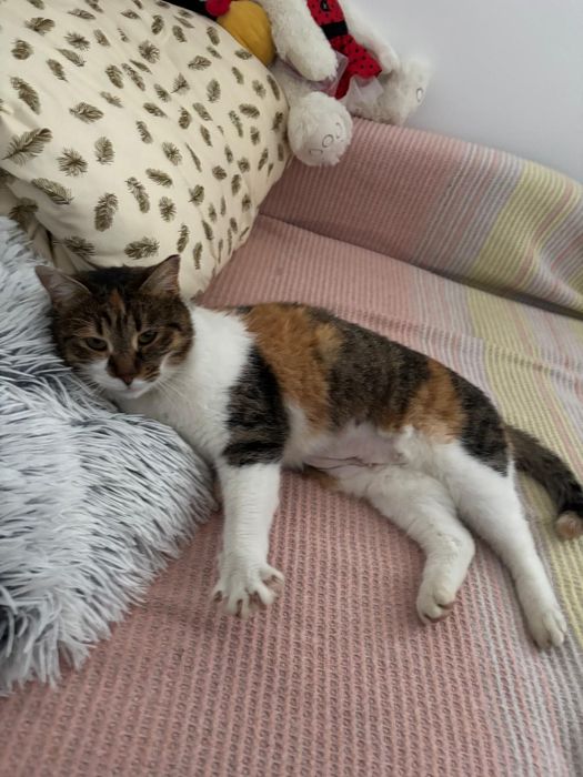 Adoptie pisicuta blanda si iubitoare