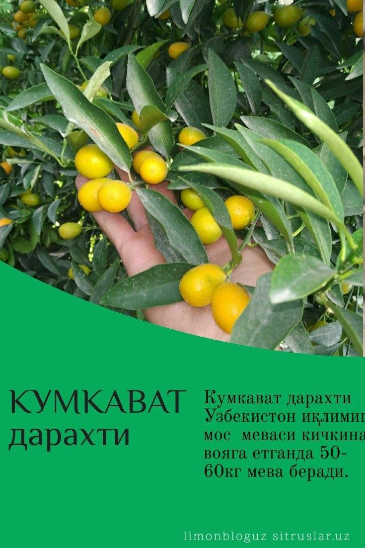 Кумкуват кўчатларини сотамиз