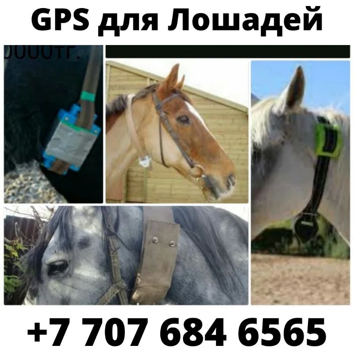 GPS для Лошадей/Жылкыга ЖПС заряд до 100дней/Доставка по КЗ