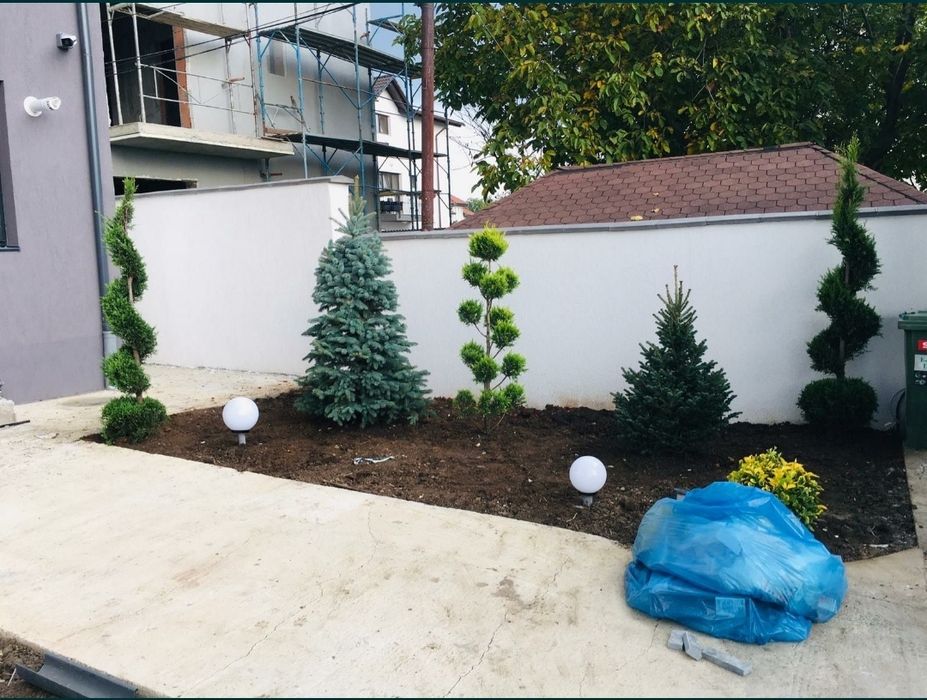 Tuia/mesteacan/Leylandii