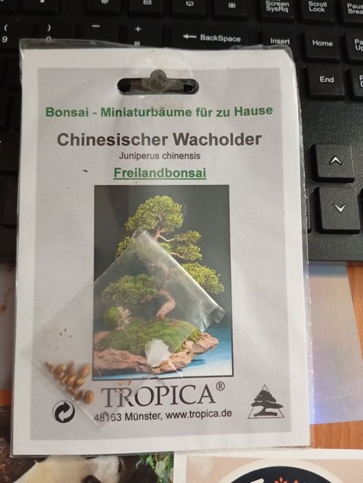 Semințe de Bonsai - Juniperus chinesis