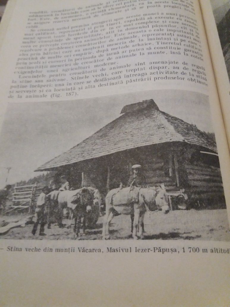 Pasunile muntilor înalți din țara noastră 1983