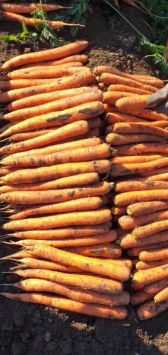 Morcov pătrunjel pastarnac țelină ceapă