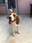 Oferta Beagle, fetita , varsta 7 luni la un pret modest