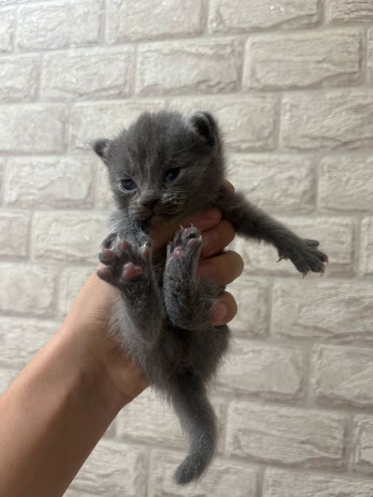 Котята британские