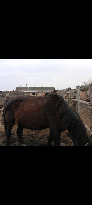 Продам кабыл  ..