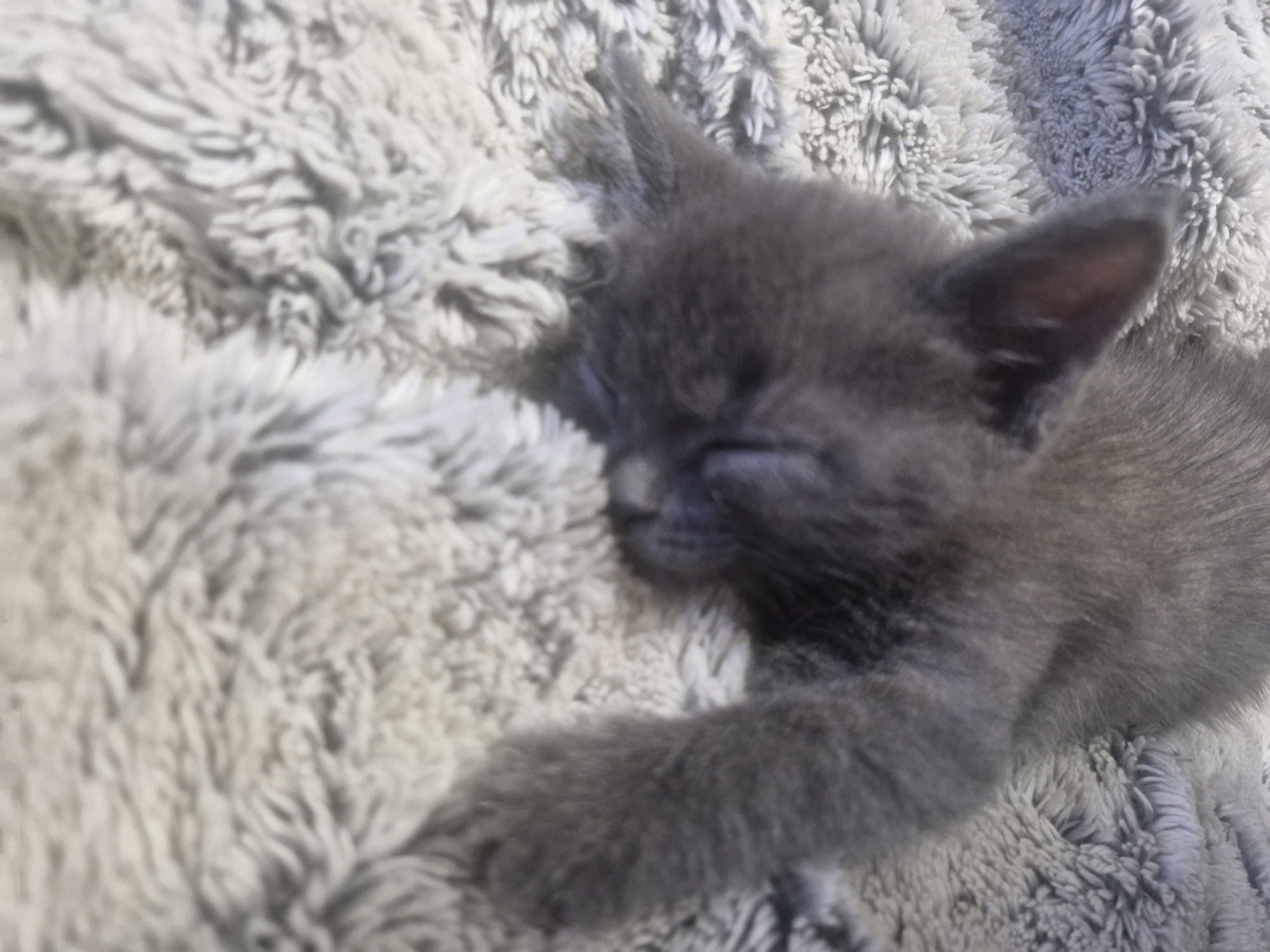 Отдам котёнка в добрые руки