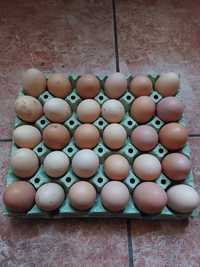 Vând ouă de țară (găini de curte)