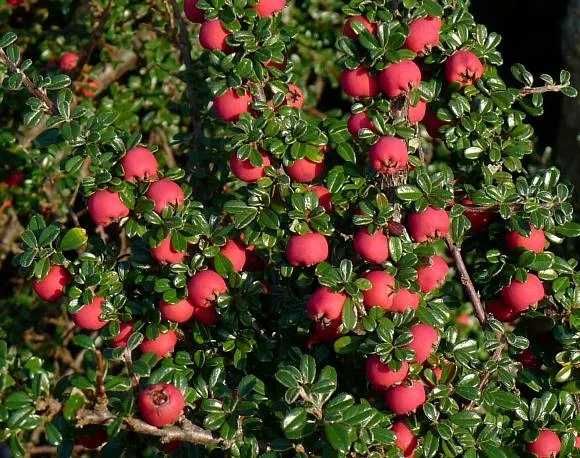 Catina ornamentala   Pyracantha    Cotoneaster