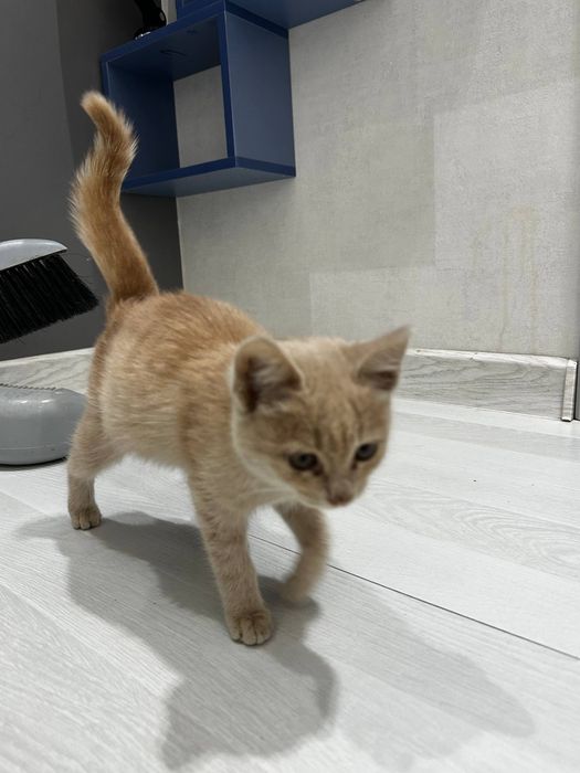 Кот домашний, котенок даже.