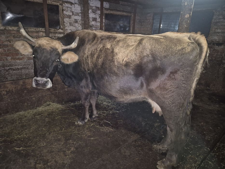 Vând vacă pentru abator