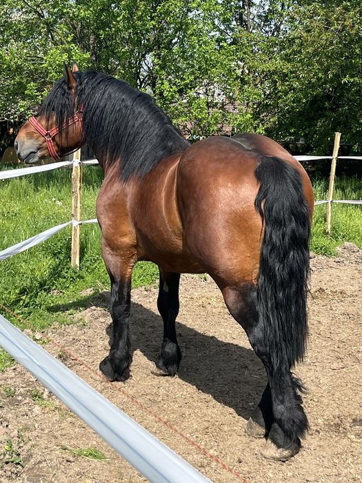 Armasar de 4 ani sange rece unguresc cu pedigree