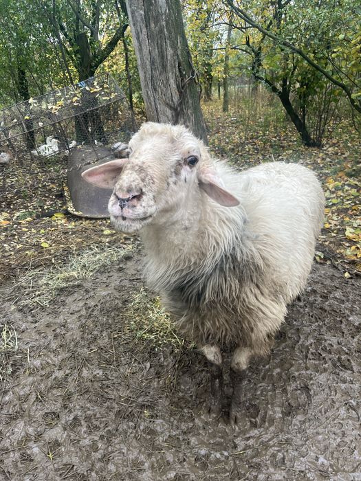 Vând berbec,vârstă: 2 ani