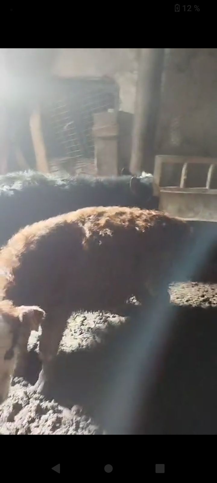 1 жасар букалар.