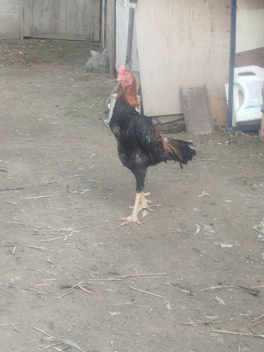 Дакан петух продам