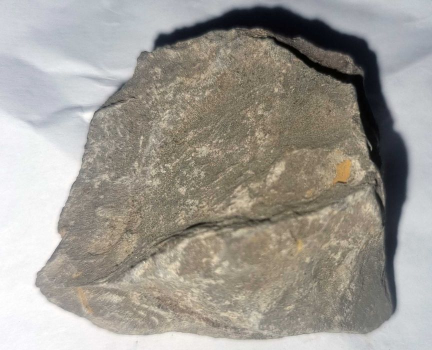 Fosila Trilobit din Silurian